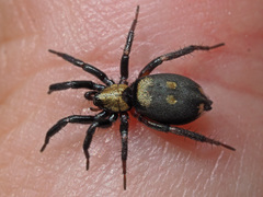 Callilepis nocturna