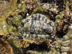 Chitonoidea