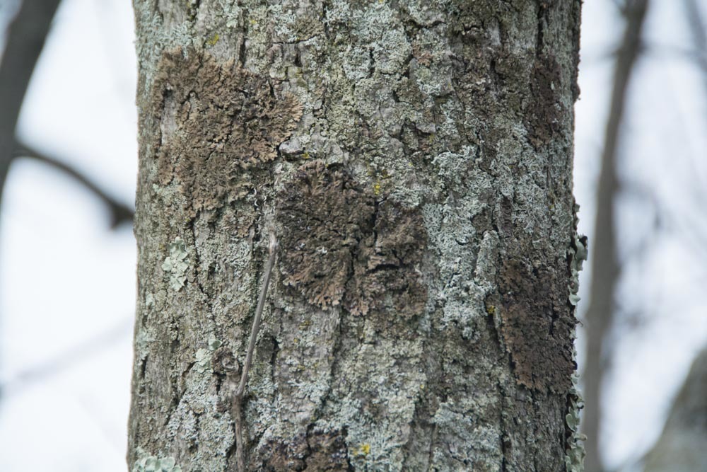Phaeophyscia image