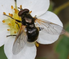 Blera nigra