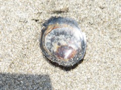 Discinisca lamellosa