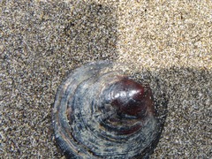 Discinisca lamellosa