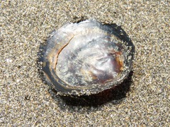 Discinisca lamellosa