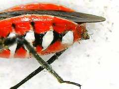 Rhynocoris fuscipes