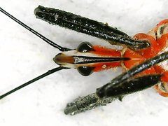 Rhynocoris fuscipes