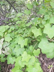 Menispermum dauricum