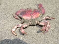 Platyxanthus orbignyi