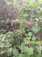 Menispermum dauricum