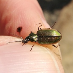 Agonum marginatum