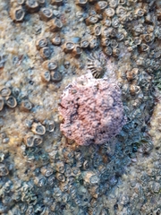 Lithophyllum corallinae