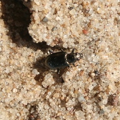 Bembidion argenteolum