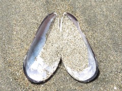 Semimytilus patagonicus