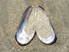 Semimytilus patagonicus