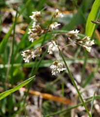 Anthoxanthum glabrum