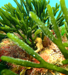 Hippocampus breviceps