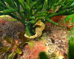 Hippocampus breviceps