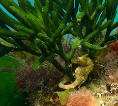 Hippocampus breviceps