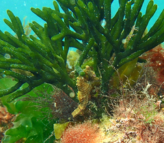 Hippocampus breviceps