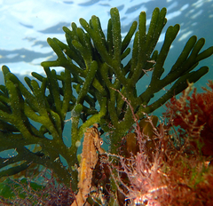 Hippocampus breviceps