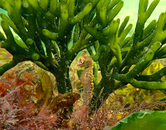 Hippocampus breviceps