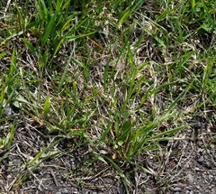 Anthoxanthum glabrum