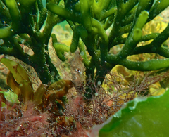 Hippocampus breviceps