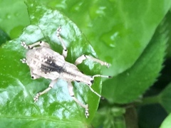 Dermatoxenus caesicollis