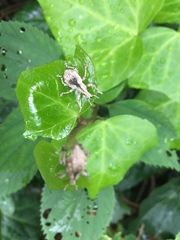 Dermatoxenus caesicollis