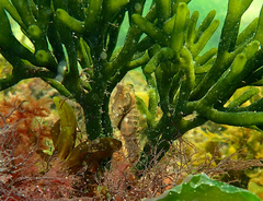 Hippocampus breviceps