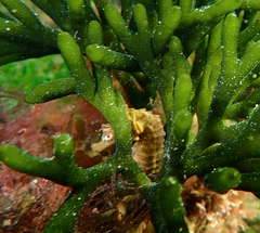 Hippocampus breviceps