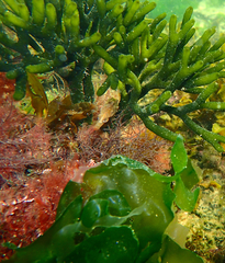 Hippocampus breviceps