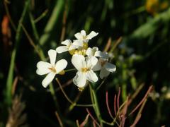 Arabidopsis arenosa