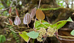 Smilax melastomifolia