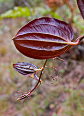 Smilax melastomifolia