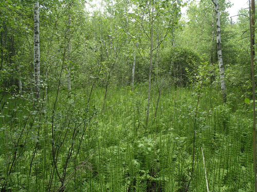 Water horsetail (Equisetum fluviatile)