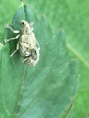 Eugnathus distinctus