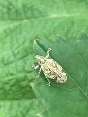 Eugnathus distinctus