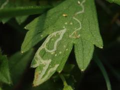 Phytomyza ranunculi