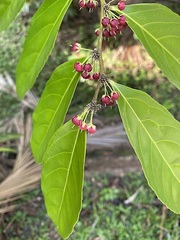 Piparea dentata