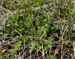 Potentilla stolonifera