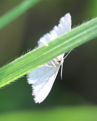 Idaea pallidata