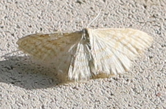 Idaea pallidata