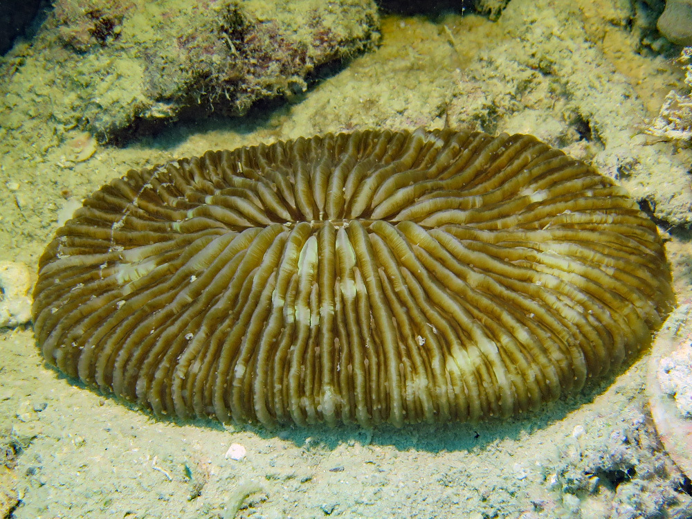 Elongate Mushroom Coral