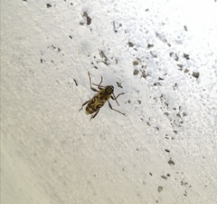 Xylotrechus subscutellatus