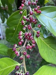Piparea dentata