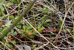 Potentilla stolonifera