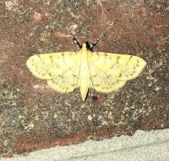 Polygrammodes flavidalis