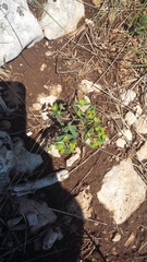 Euphorbia taurinensis
