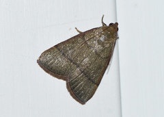 Hypsopygia repetita