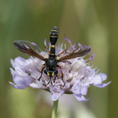 Physocephala nigra